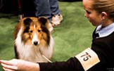 image - show dog trainer with collie