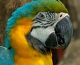 image - bright colored parrot